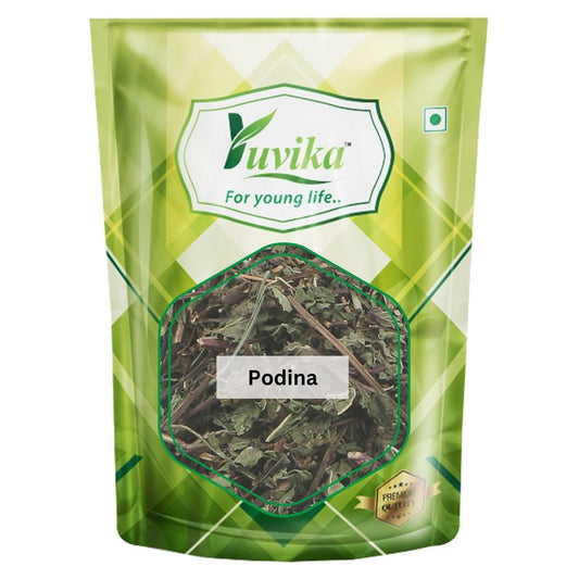 Podina Patta - Pudina - Mentha Arvensis Linn - Mint Leaves