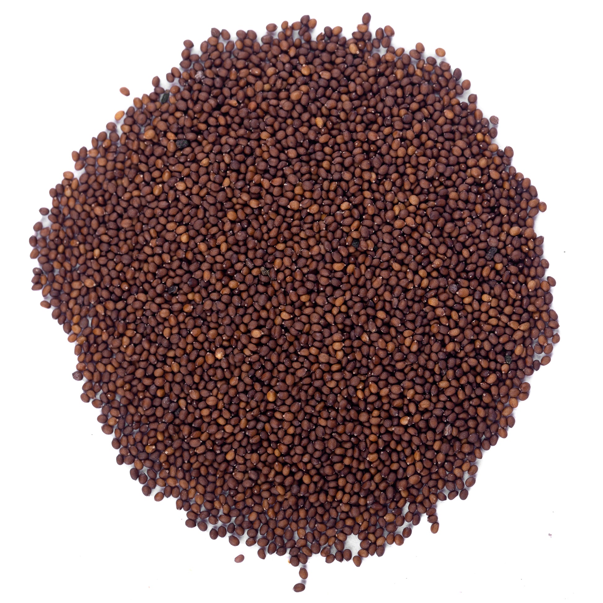 Beej Tulsi Asli - Krishan Tulsi Seeds - Ocimum Sanctum - Tulsi Seeds YUVIKA