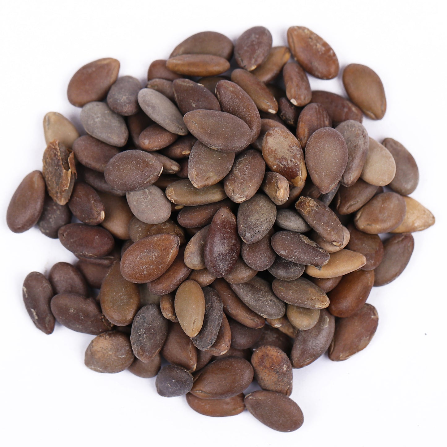 Beej Indrain - Beej Indrayan - Citrullus colocythis - Indrayan Seeds