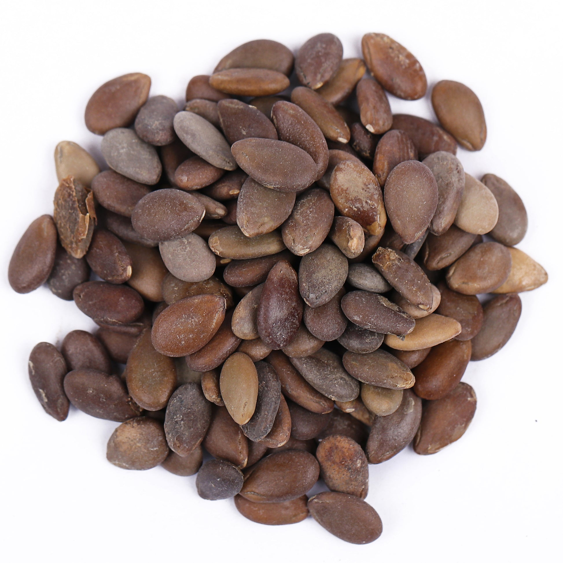 Beej Indrain - Beej Indrayan - Citrullus colocythis - Indrayan Seeds.