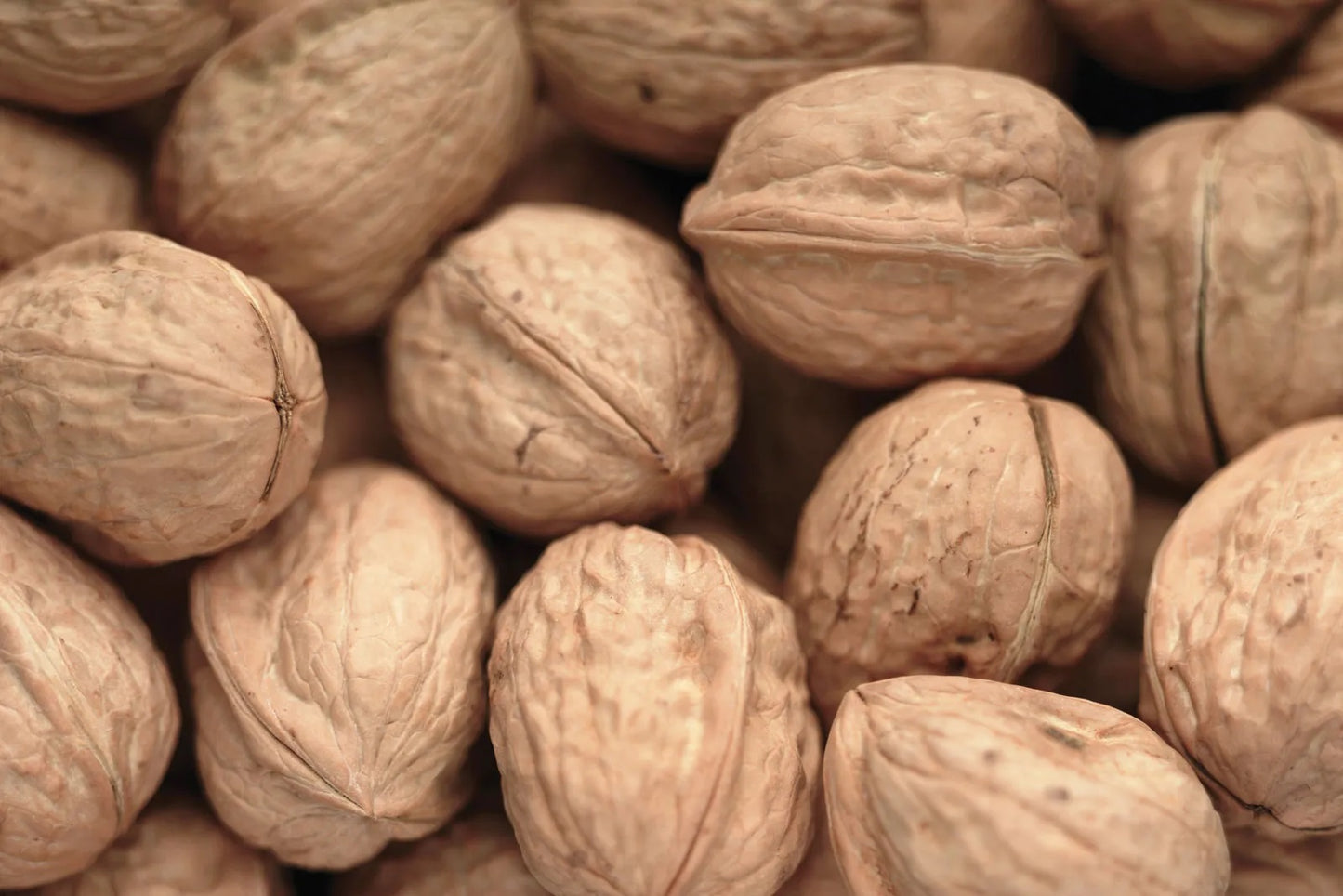 WALNUT